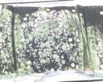 sheet metal ducting lined on the inside for insulation properties containing mold and mildew. This system was only 6 years old.